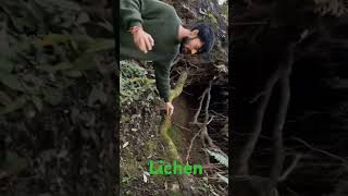 Lichen biology ytshorts shortvideo biofactslichen [upl. by Vick199]