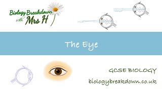 The Eye  GCSE Biology [upl. by Assej]