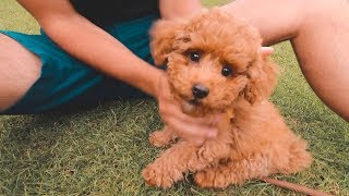 WE GOT A TOY POODLE PUPPY [upl. by Sessylu15]