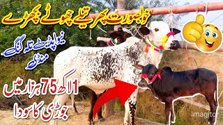 Beautiful Dhani desi bachary Rates in Talagang Mandi new update Fated Jang Bulls Rates [upl. by Doralin]