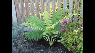 Dicksonia Antarctica  How fast do they grow in the UK [upl. by Johm]