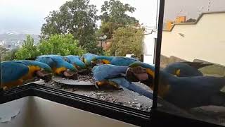 A huge flock of wild macaws [upl. by Libbna]