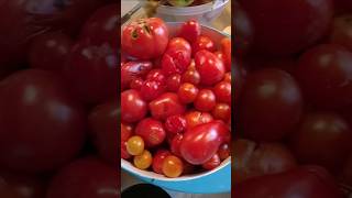 Homemade Spaghetti Sauce Garden Grown Harvested Tomatoes cooking canning homegrown tomato fall [upl. by Attikin]