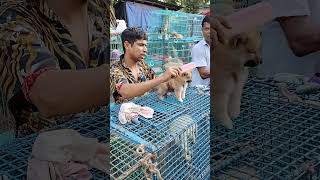 galif Street pet market today dog price update [upl. by Anuat984]