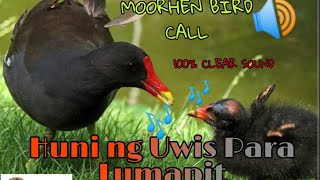 Huni ng ibong Uwis  Moorhen Sound call [upl. by Namien]