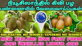 New Zealand Kiwifruit Farm JobsUnskilled Jobsநியூசிலாந்தில் கிவி பழ பண்ணையில் வேலைவாய்ப்புகள் [upl. by Athalia557]