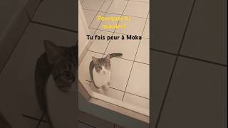 Le miaulement du chat cats miauler chat catlover cute cjats kitten funny meow miaulement [upl. by Ilan]