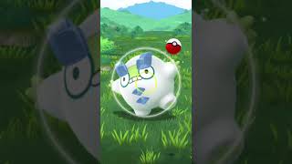 ポケモンGO まん丸ポケモンの色違い ポケモンgo 色違いポケモン ダルマッカ [upl. by Jerz420]