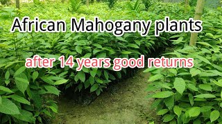 Mahogany plants African sweeteniya Verity I supply all over India Call 8848333696 [upl. by Tarryn797]