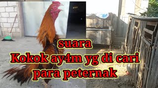 ciri2 suara kokok Ayam bangkok yg bagus [upl. by Amalburga673]