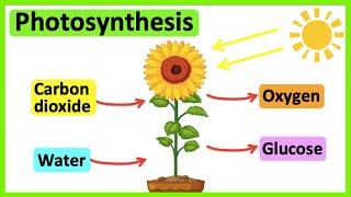 Photosynthesis [upl. by Eniamart963]