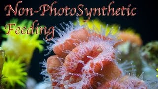 Nonphotosynthetic Coral Feeding System [upl. by Ettennek]