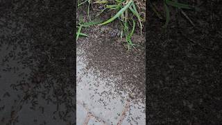 Swarming Ants everywhere Please give us your feedback [upl. by Hairim]