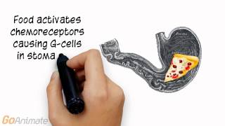 Anatomy and Physiology of Digestion Control of Gastric Secretions v20 [upl. by Cassondra]