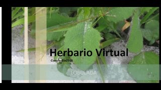 Herbario Virtual Completo [upl. by Larochelle]