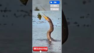 How to get the anhinga bird caching fish 🐟anhingabirdsbirdloversbirdbirdsoundsshortsshort [upl. by Oler614]