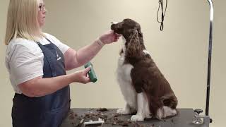 HOW TO TRIM A SPRINGER SPANIEL HEAD  ANDIS [upl. by Godderd773]