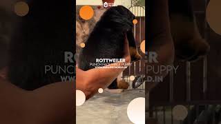 Rottweiler Punch Face shorts viralvideo [upl. by Cavuoto686]