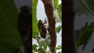 Cicada on the olive tree  Zikade am Olivenbaum 🦗 shorts cicada cicadas [upl. by Iramat54]