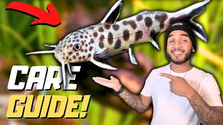 Synodontis Petricola Care Guide [upl. by Ayotahc]