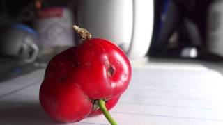 Acerola bahama cherry fruit in Florida Pests [upl. by Nnaeiram]