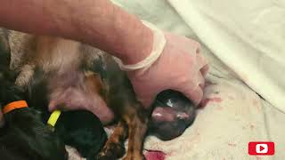 Miniature Dachshund giving birth [upl. by Walker]