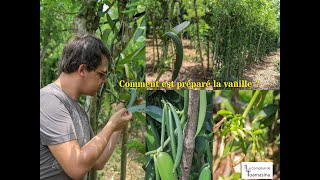 Comment planter la vanille de La Réunion [upl. by Cami]