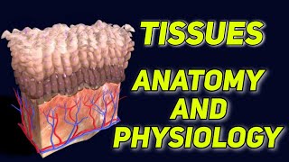 Tissues  Types of Tissues  Anatomy amp Physiology [upl. by Kinney728]