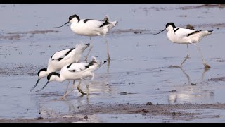 Pied Avocets Recurvirostra avosetta  Säbelschnäbler 1 [upl. by Nnairahs767]