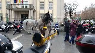 Perros Motauros en Zamora [upl. by Eyllom36]