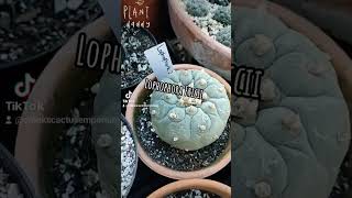 Ive rearranged about 20 of my greenhouse and here it is Trichocereus Astrophytum Gymnocalycium [upl. by Mira571]