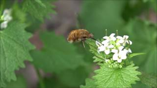 Wissen Große Wollschweber Bombylius major  Parasiten  Fliege  Zweiflügler  Insekten  Tiere [upl. by Isolda]