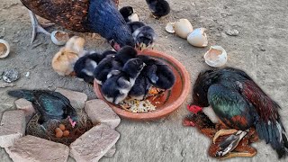 1 Day to 21 Day hen hatching eggs  Out of 8 eggs 2 chicks hatched  chicken baby  A One Aseel [upl. by Hansen388]