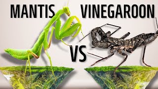 Revenge Unleashed Mantis vs Vinegaroon [upl. by Laurance]