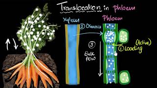 Phloem amp translocation  Life processes  Biology  Khan Academy [upl. by Suivart]