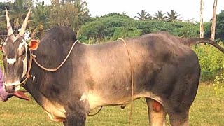 Super Hallikar Stud Bull of farmer Not for sale [upl. by Mercier]