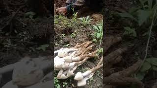 Mushrooms hunting mushroom farming mushroompicking nature forest shorts [upl. by Constancy]