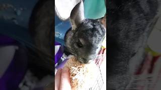 crunching chinchilla chinchillas cuteanimals cute pets animals [upl. by Lindahl520]