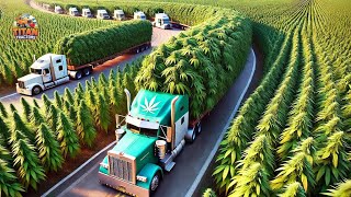 How Farmers Harvest Hemp Hemp Fiber amp Hemp CBD Oil Processing Factory  Farming Documentary [upl. by Oicnerolf]