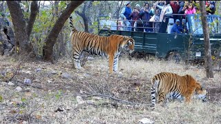 ranthambore national park  ranthambore [upl. by Frechette]