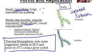 Introduction to Fungi [upl. by Shien]