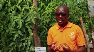 Farmers Tips on Tomato Production [upl. by Miguela]