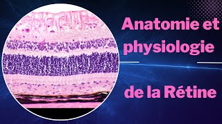 Les Secrets de lAnatomie et Physiologie de la Rétine [upl. by Lanctot]