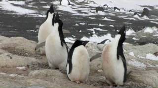 Adélie Penguins amp Jean Pennycook in Antarctica [upl. by Ecnarretal]