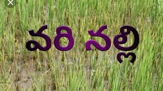 వరి నల్లి paddy diseases in Telugu Thrips త్రిప్స్ [upl. by Ennirak]