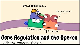 Gene Regulation and the Operon [upl. by Piks]