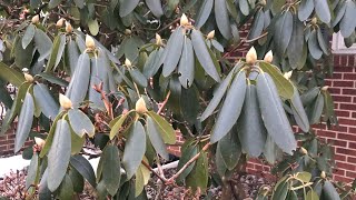 Why do Rhododendron leaves droop and curl in the winter Thermotropism [upl. by Gillette]