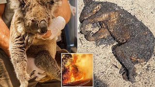 Rescue Baby Koala with Burned Paws Stuck in Fence from Australia Bushfires [upl. by Idet271]