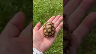 Sulcata tortoise with 1 👁️ update sulcatatortoise sulcata tortoise swetlandtortoises reptile [upl. by Eseenaj]