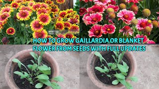 HOW TO GROW GAILLARDIA OR BLANKET FLOWER FROM SEEDS WITH FULL UPDATES [upl. by Blaseio]